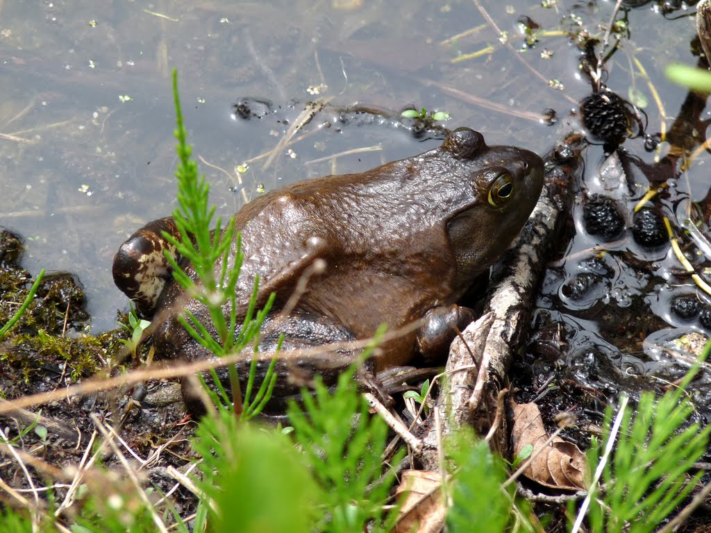 Bull Frog - 12 Mile Creek by tripester