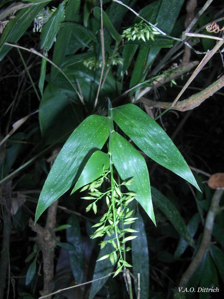 Chusquea oxylepis (Poaceae, Bambusoideae), Biritiba-Mirim, SP, Brasil by Vinícius Antonio de Oliveira Dittrich