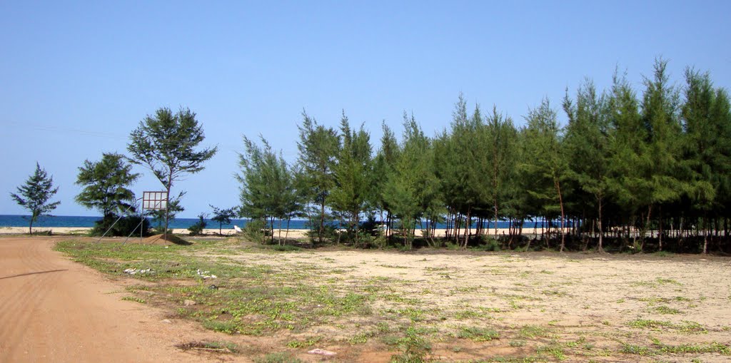 Casuarinas and Beach by Roshan christy