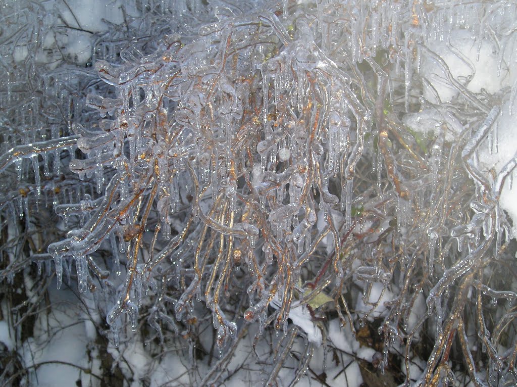 Arbuste sous la glace by mpn29