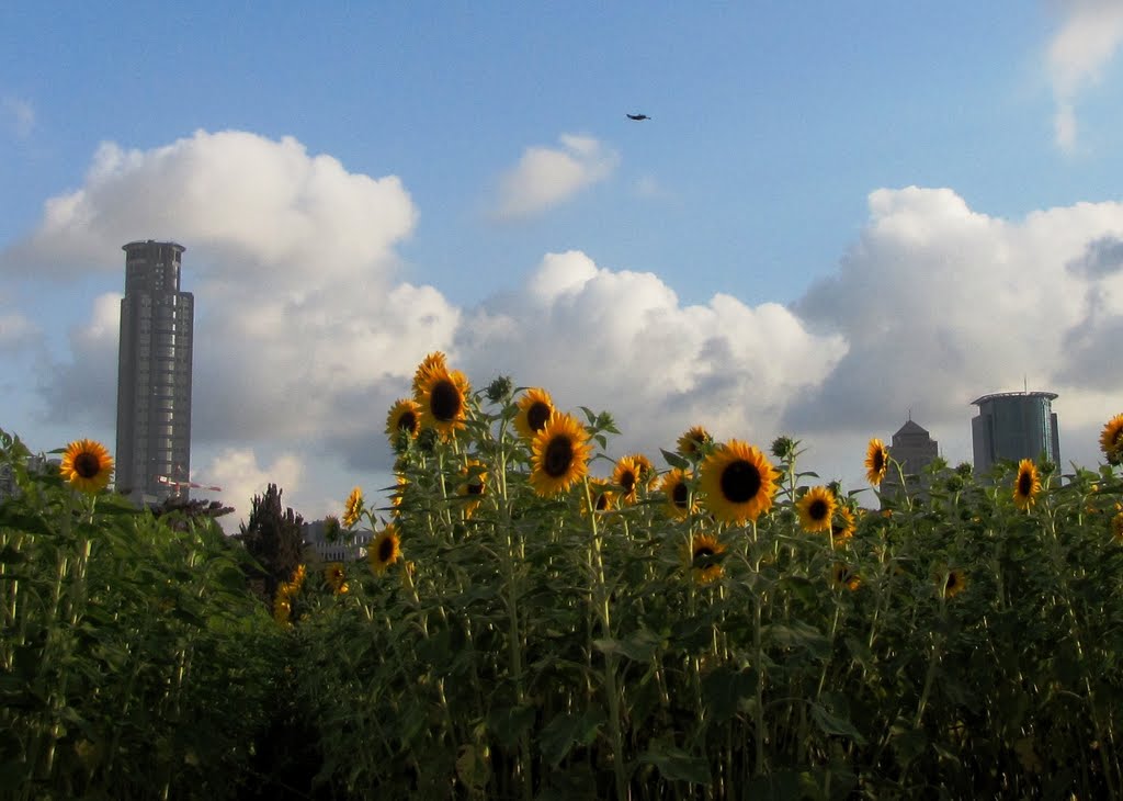 TOWER & SUNFLOWER by cohensharli