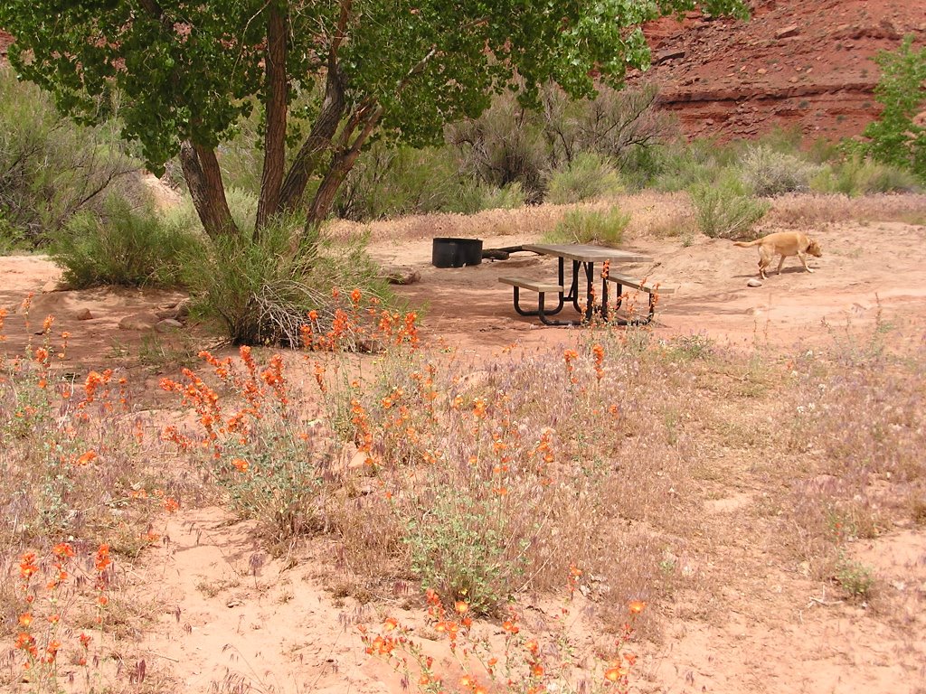 Campsite at Big Bend Campground by Ann Harwood