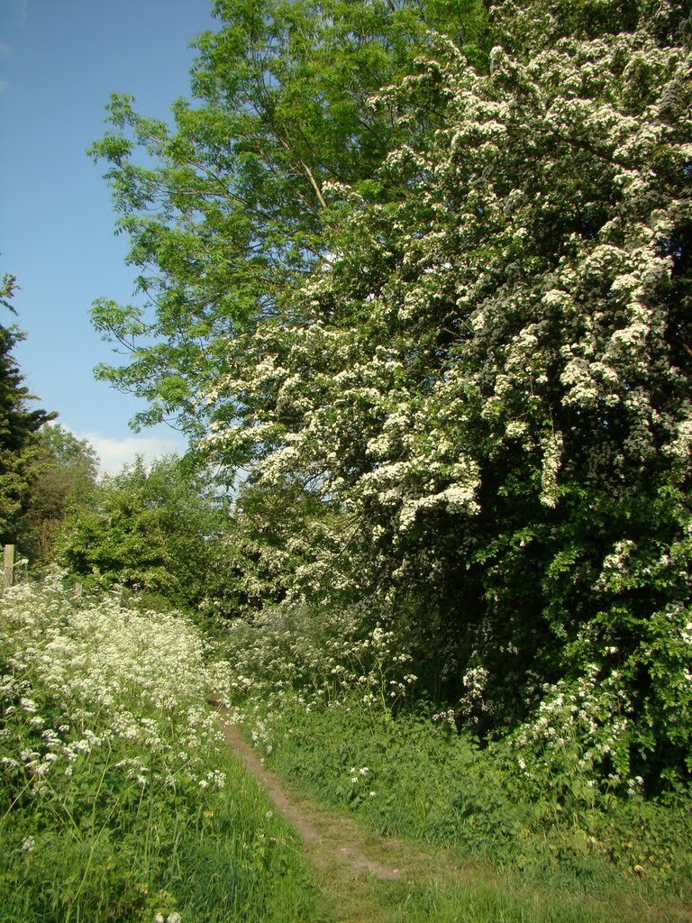 Footpath surrounded by late springtime/early summer blooms, Shirebrook Valley, Sheffield S13/S12 by sixxsix