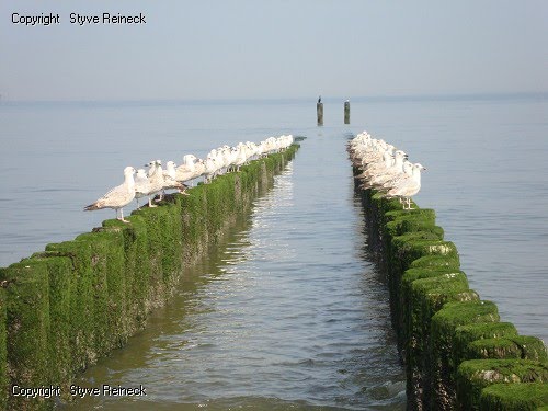 Strand by Styve Reineck