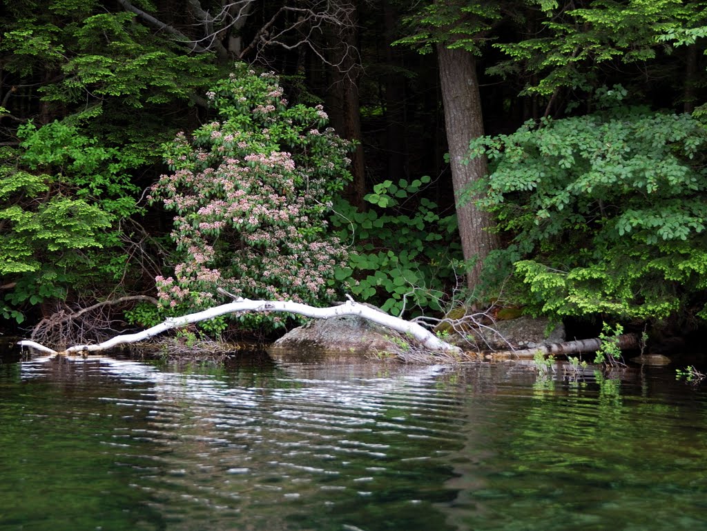 Spoonwood pond by Angel_Corbera