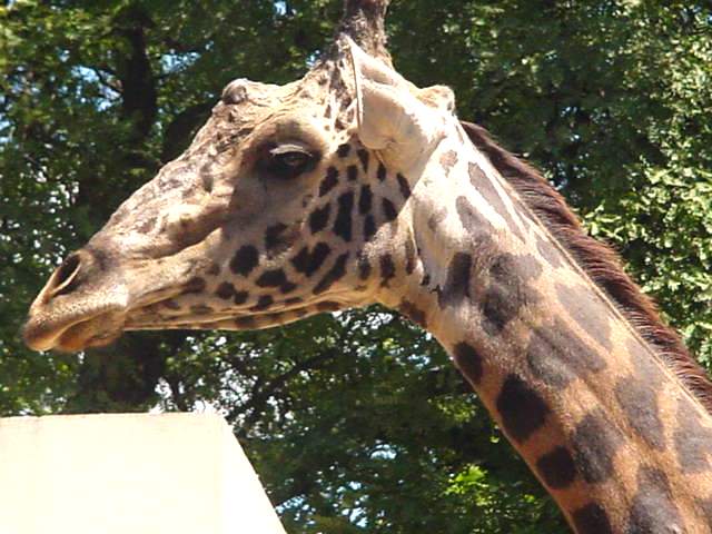 B.Aires - Zoo - Cabeza de jirafa - ecm by eliseo c. martínez