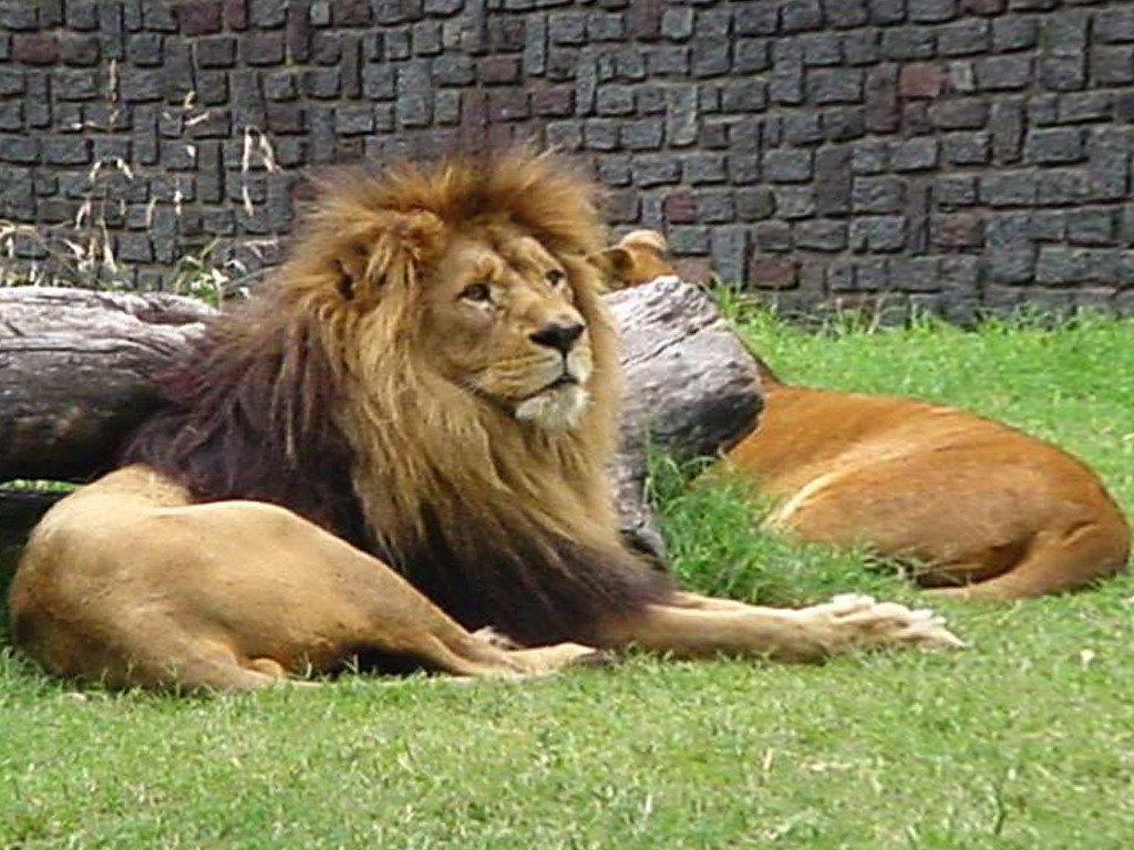 B.Aires - Zoo - Pareja de leones - ecm by eliseo c. martínez