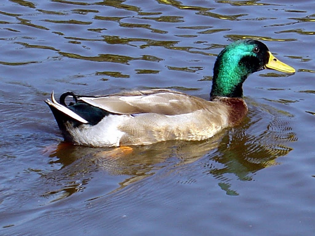 B.Aires - Zoo - Pato en el lago - ecm by eliseo c. martínez