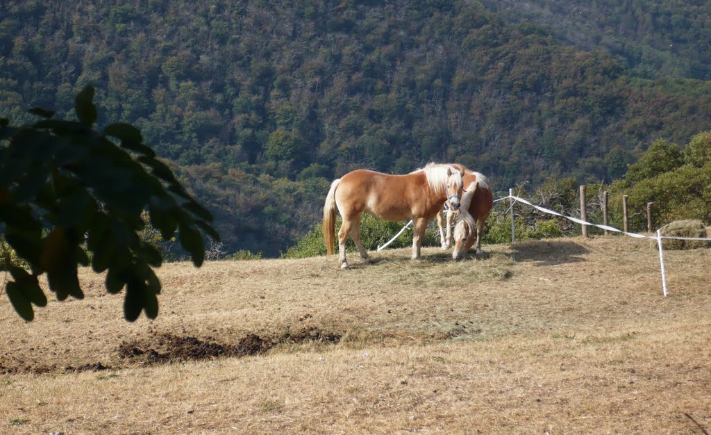 Cavalli in Margherita by Claudio "Dado" Savoldi