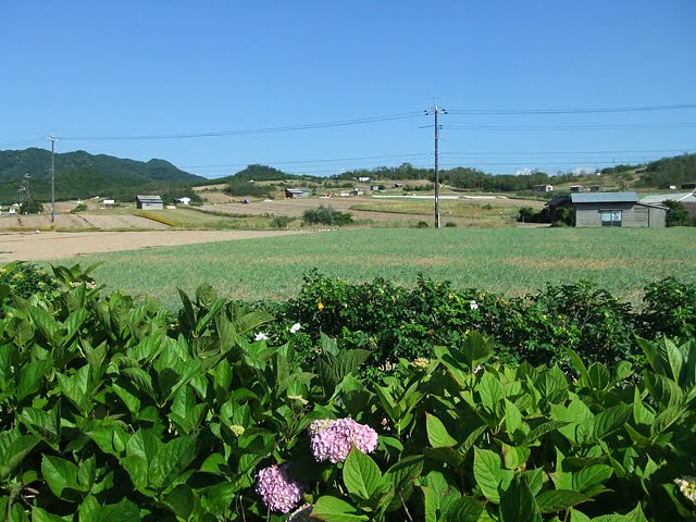 Shallots Field by exsusa