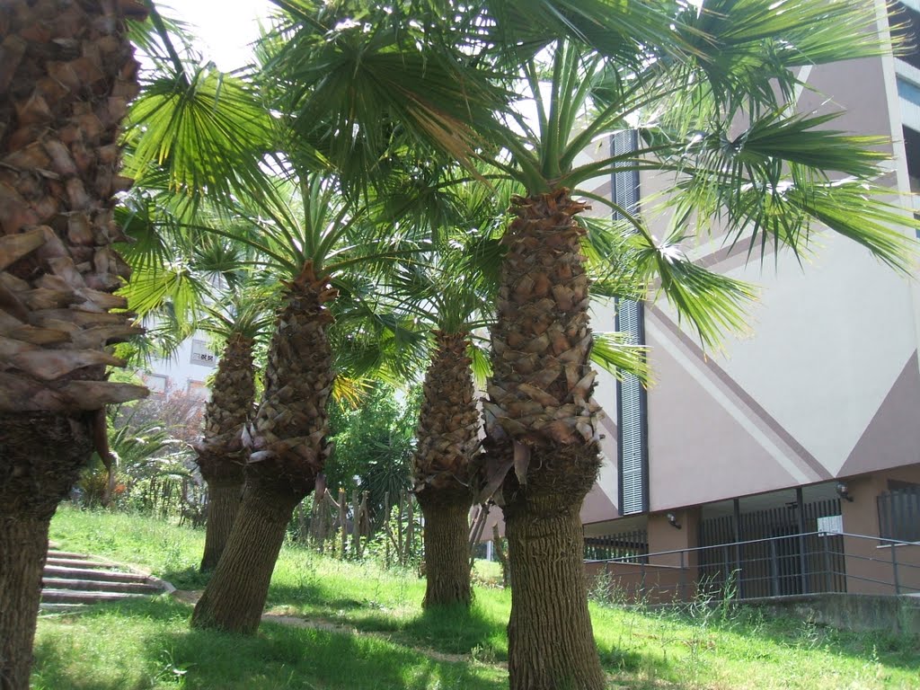 Palme di Via Eroi della CefALONIA by emilliriz