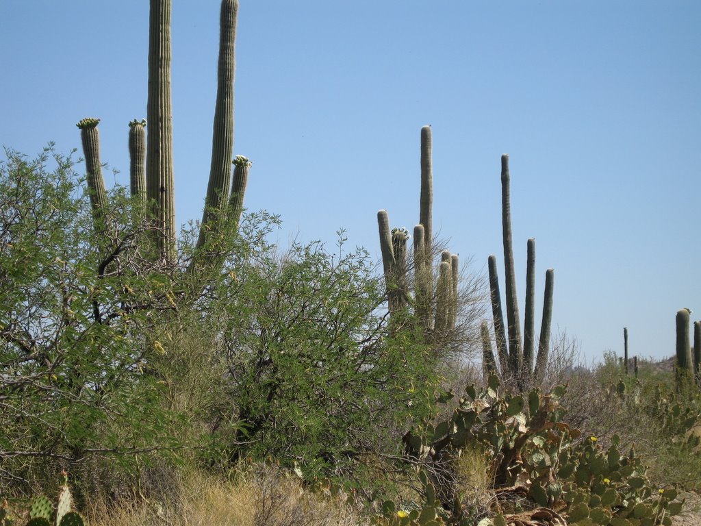 Saguaro NP by al17460