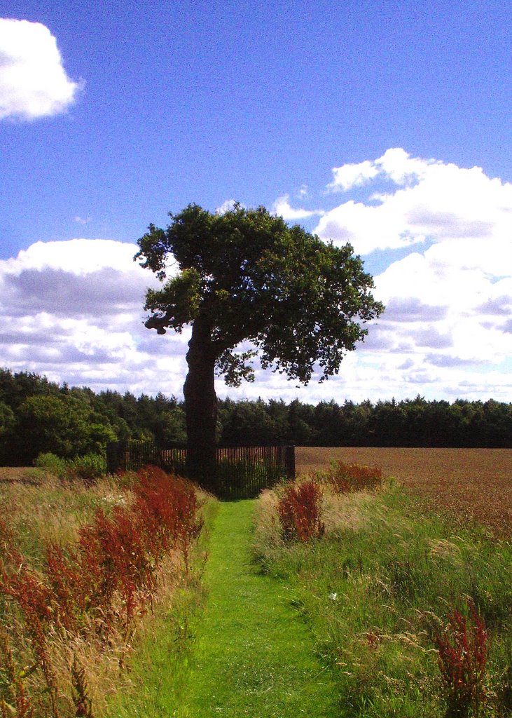 The Royal Oak by muba