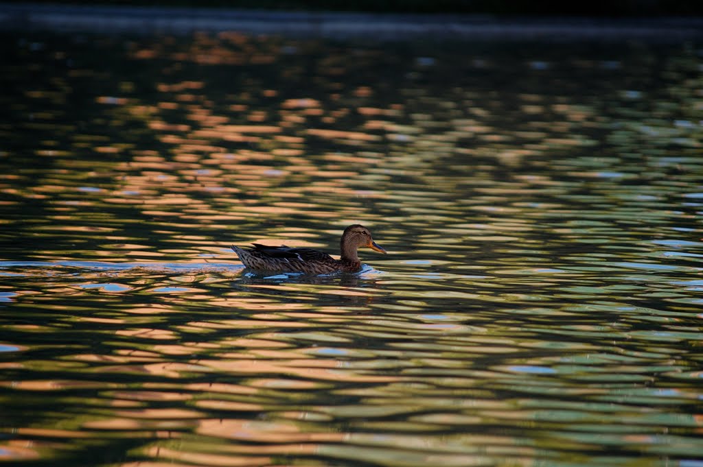 Pato de Loranca by mifuca