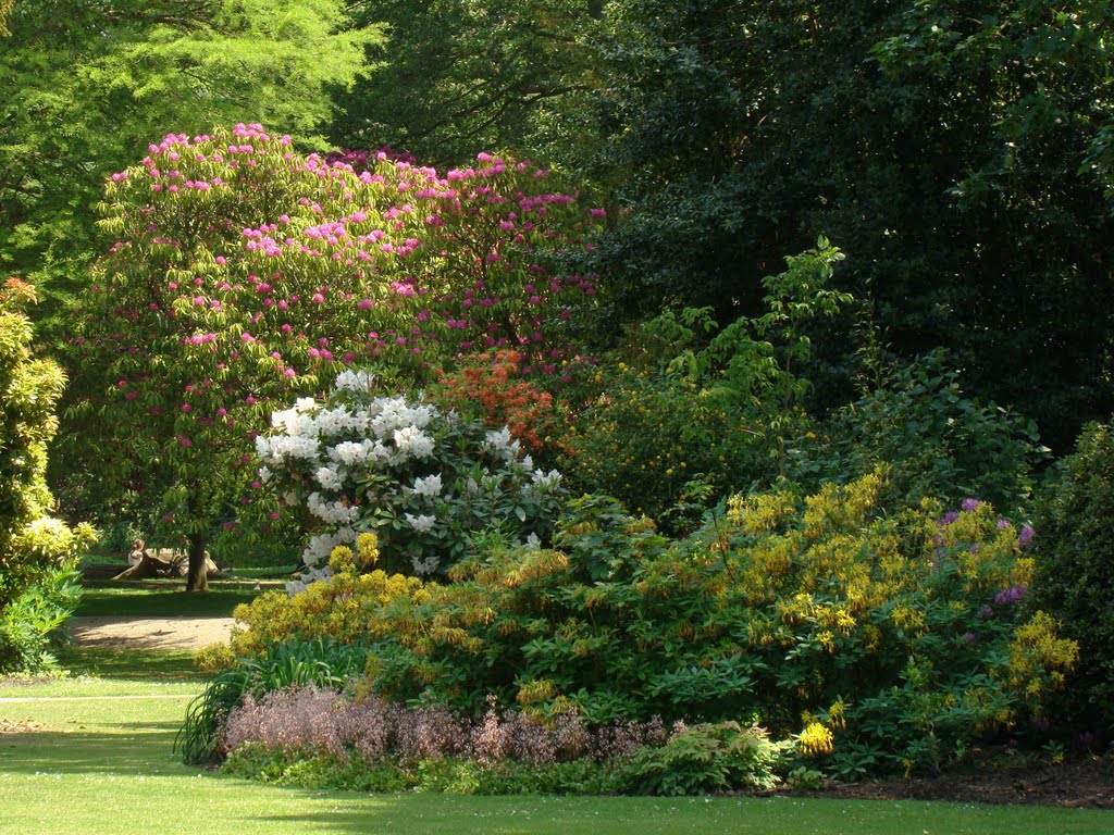 Shady border in bloom, Asia garden, Sheffield Botanical Gardens S11 by sixxsix