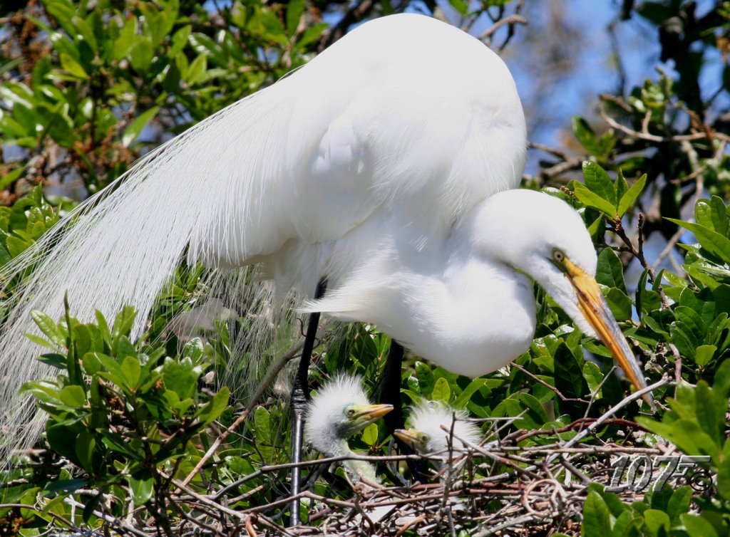 St.AugustineZoologicalPark SnowyEgretChicks by san107