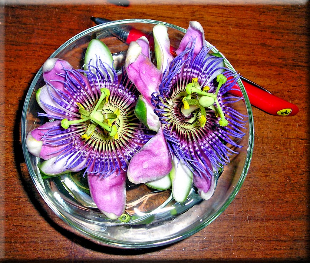 Bordighera Passion Flowers con penna rossa by esseil panoramio