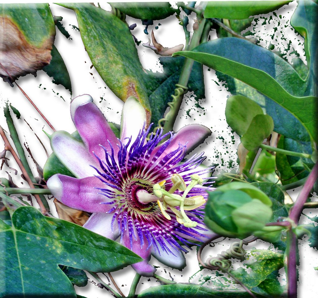 Bordighera Giardini del Parco Passion Flower by esseil panoramio