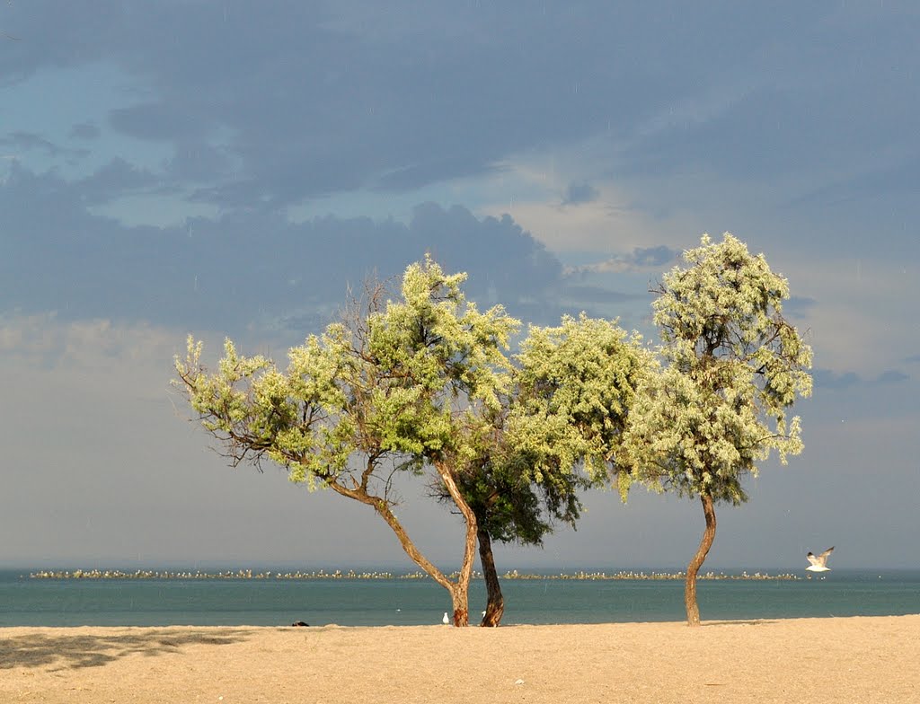 Salcia mirositoare, Sălcioară- Elaeagnus angustifolia by Lalyk