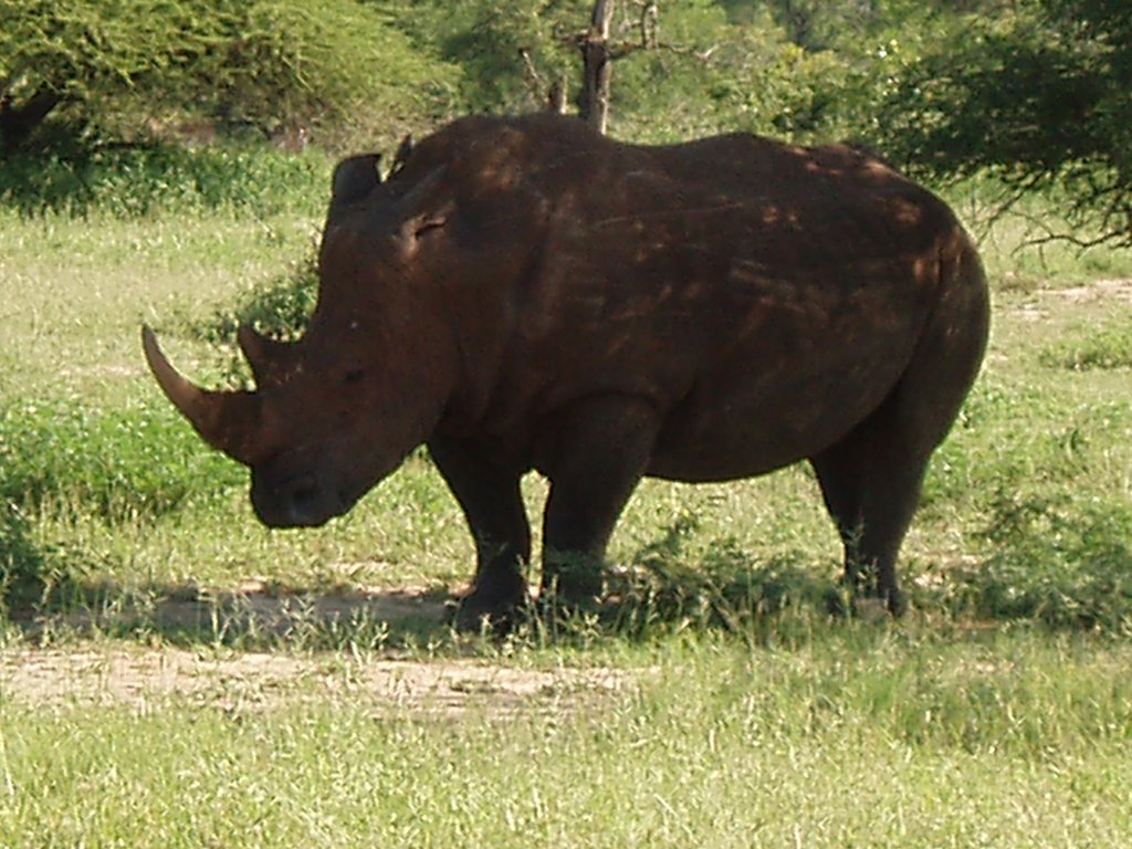 Rhino Kruger by Tero Föhr