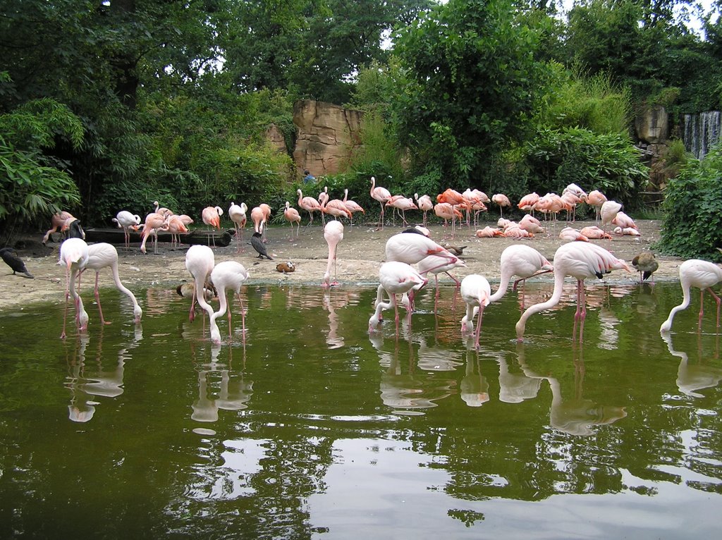 Zoo, Hannover, Germany by arczi2005