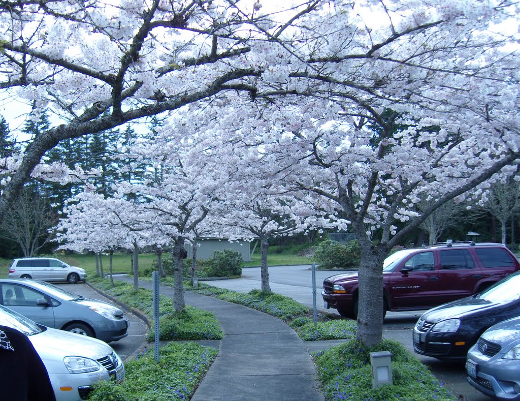 Cherry Blossoms by polar bear