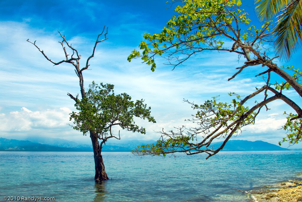 Salt water tolerant tree growing near Samal shoreline by RandyHI