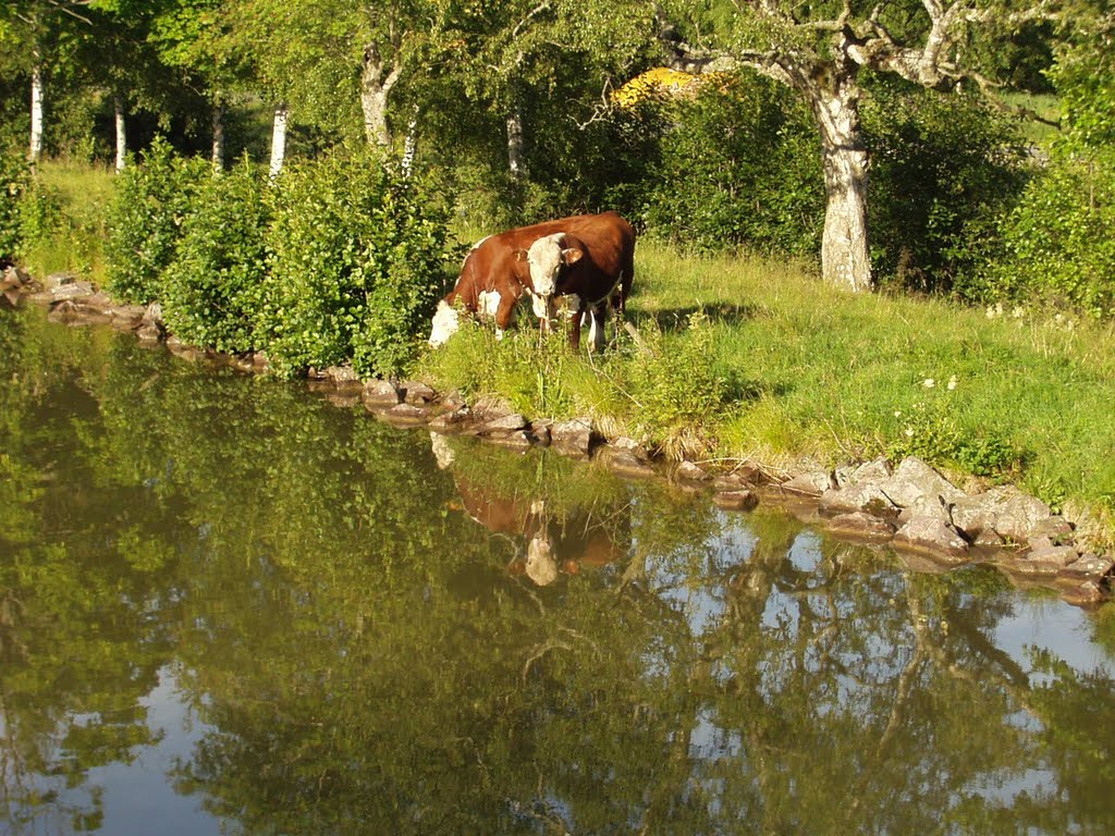 Jungbullen am Kanal by R Krüger