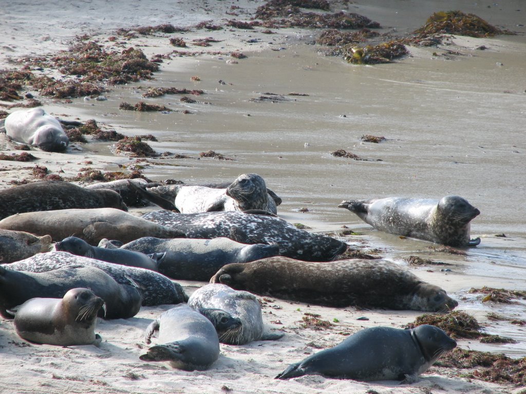 La Jolla harbor seals by PhotoJoe74