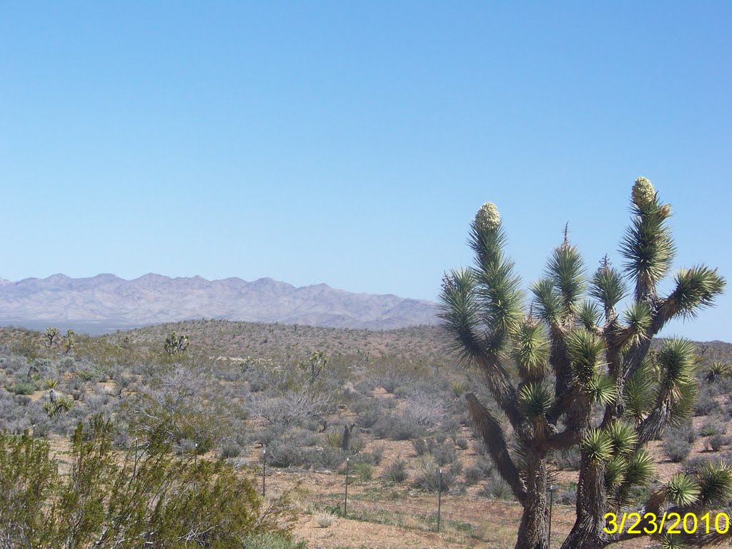 Desert Flora in Southern Nevada by Wester