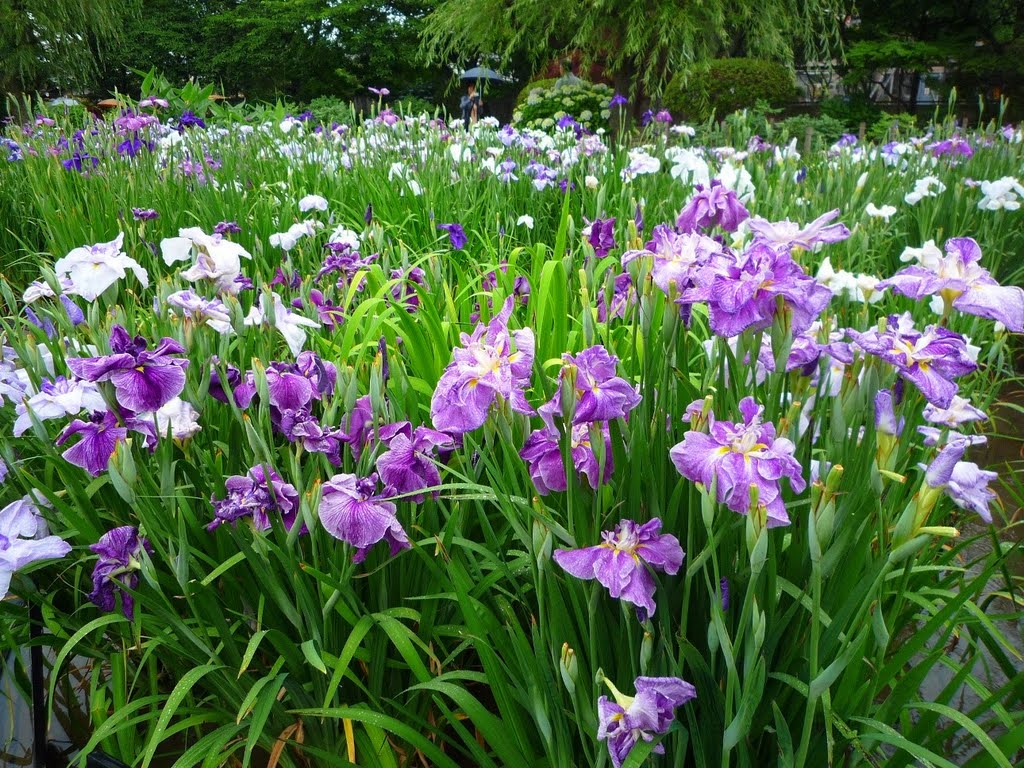 堀切菖蒲園 Horikiri Syobu En - Horikiri Iris Park by 樋口 友克 / T Higuchi