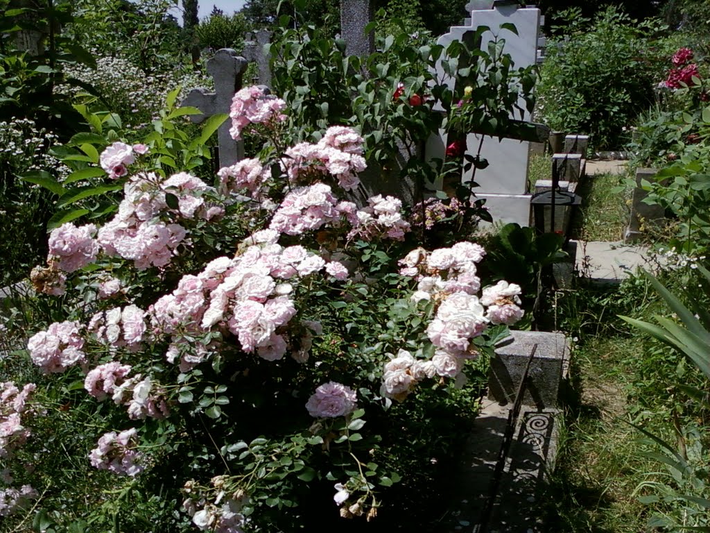 Cimitirul Tudor Vladimirescu by KUS7711