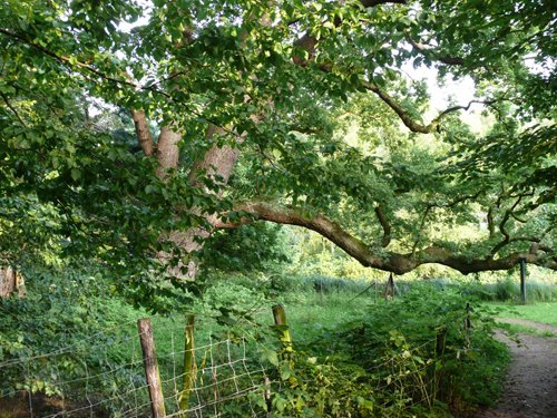 Adam & Eva boom: oudste bomen van Midden Nederland by Ben Janssen