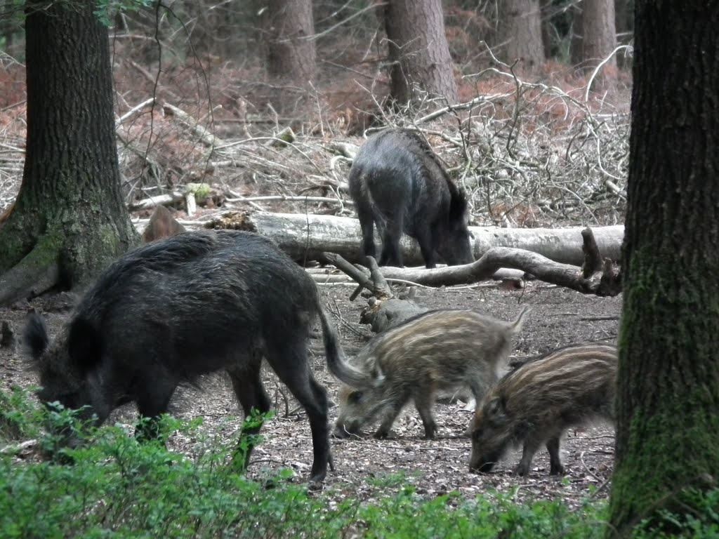 Wild Boar in Speulder Forest by petervandegroep