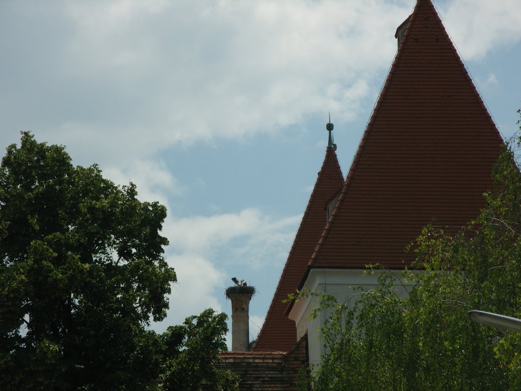 Storchennest in Orth/Donau by asphalt