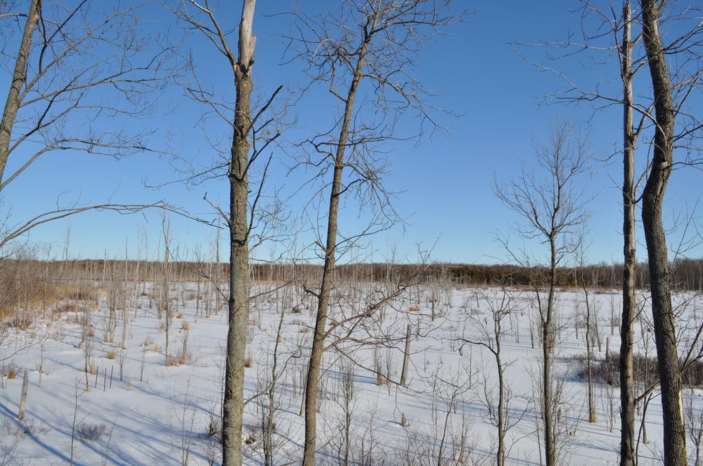 Dead Wood Forest MacGregor Point Park by ReactorRat