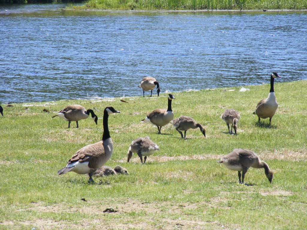 Canadians in Groveton by JBTHEMILKER