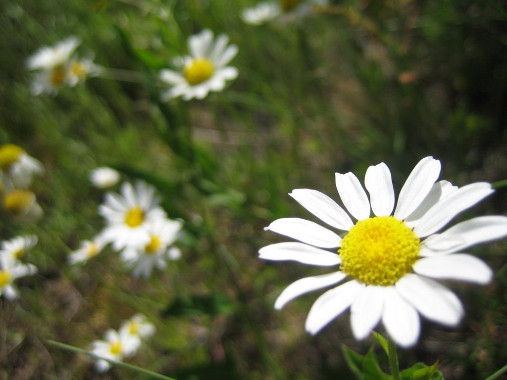 Flowers by galiniak