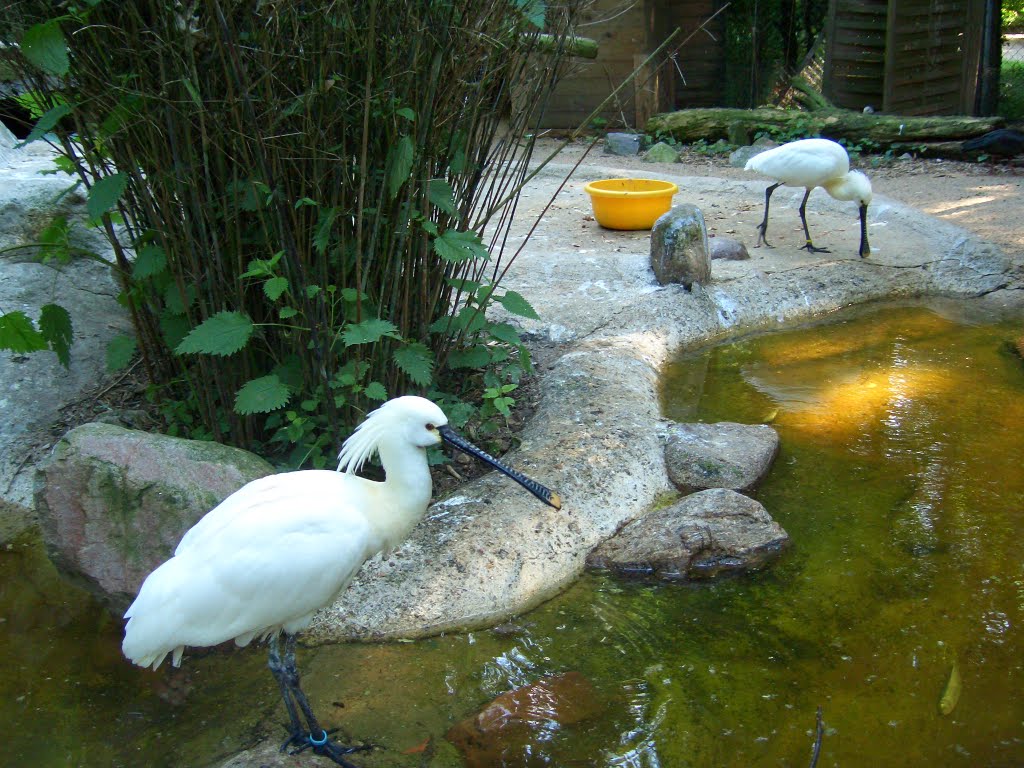 Löffler (Spoonbill) by Geopelia placida