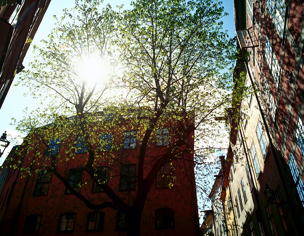 Spring time on Brända Tomten, Old Town by Jan Öhrström