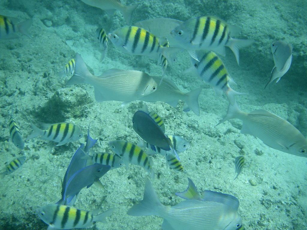 Eden Rock Fishes by mocagrande