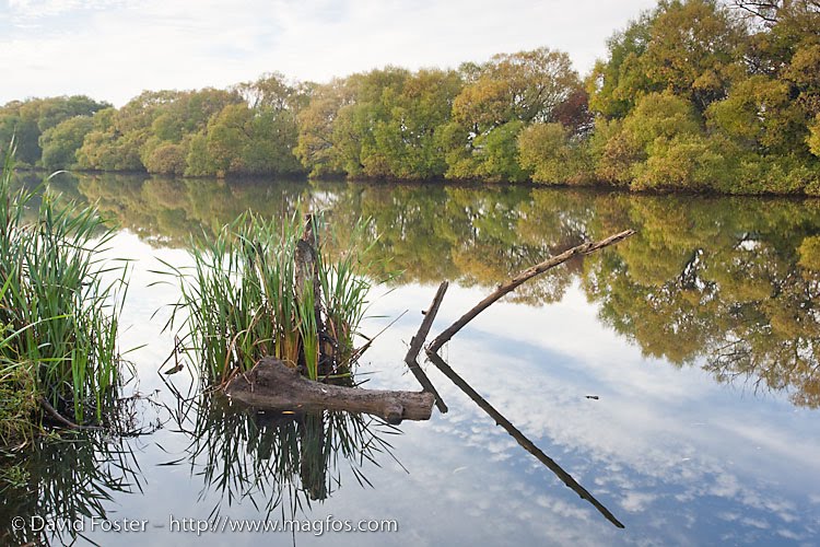 Early Morning on the Mersey River Latrobe by David Foster Images