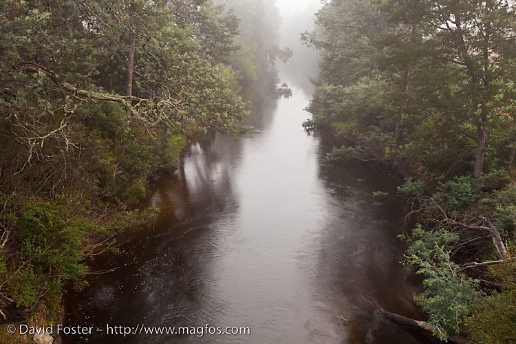 Ringarooma River in the Morning Mist, Branxholm by David Foster Images