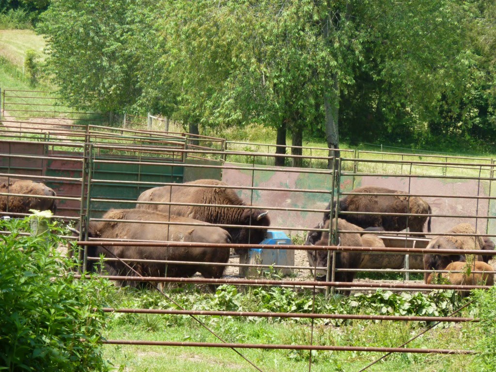 Buffalo off Hillsboro House Springs Road by Maggie