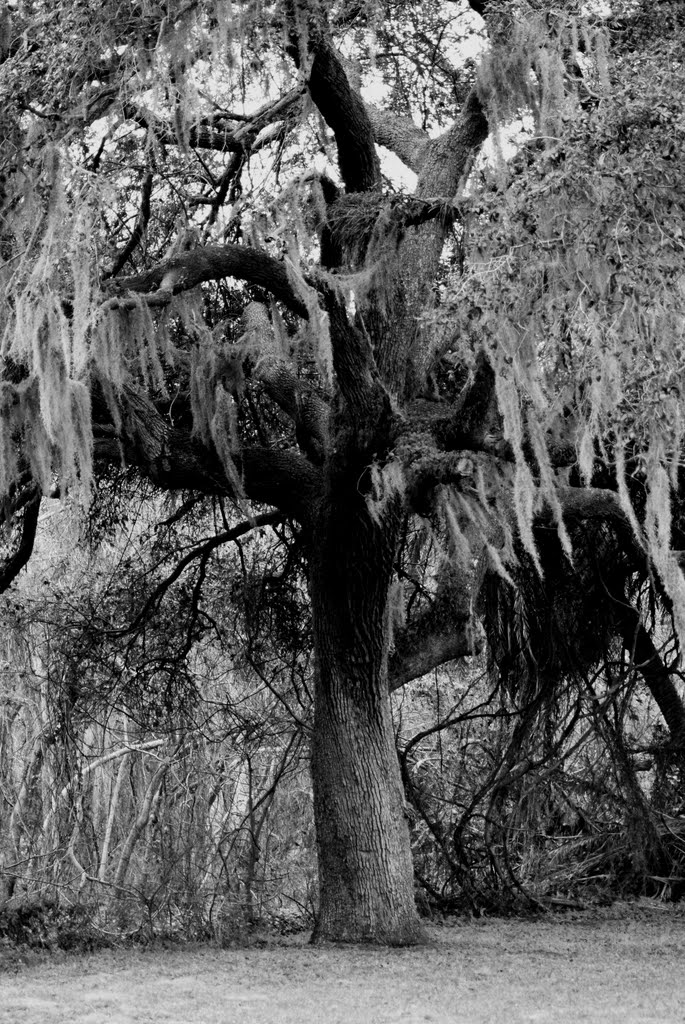 Spanish Moss by christinatsatsis@hotmail.com