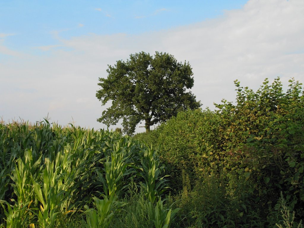 Cornfield by nordlicht