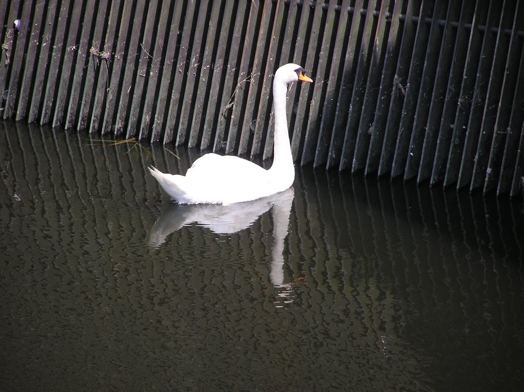 猫実川に住み着いた白鳥（the swan who fogot fling to the north) by kaohiro