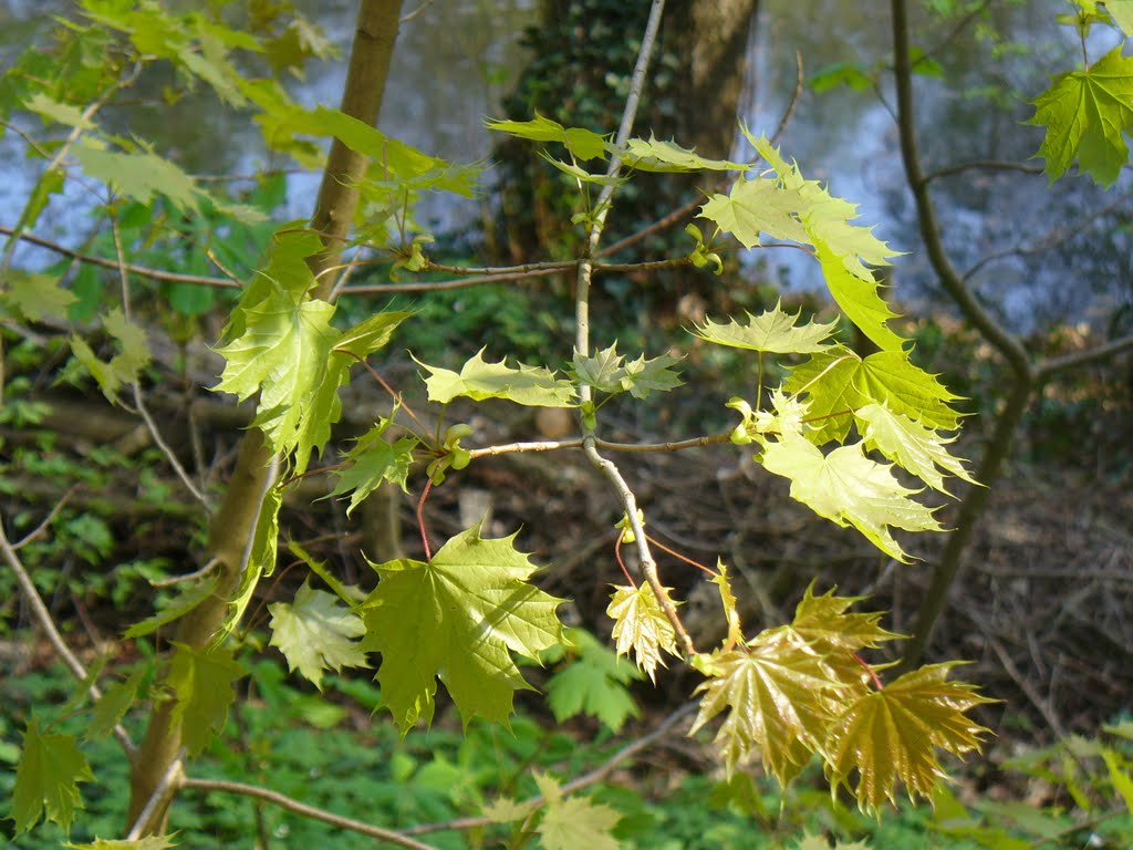 Jeunes feuilles d'érable au printemps by alcedo888