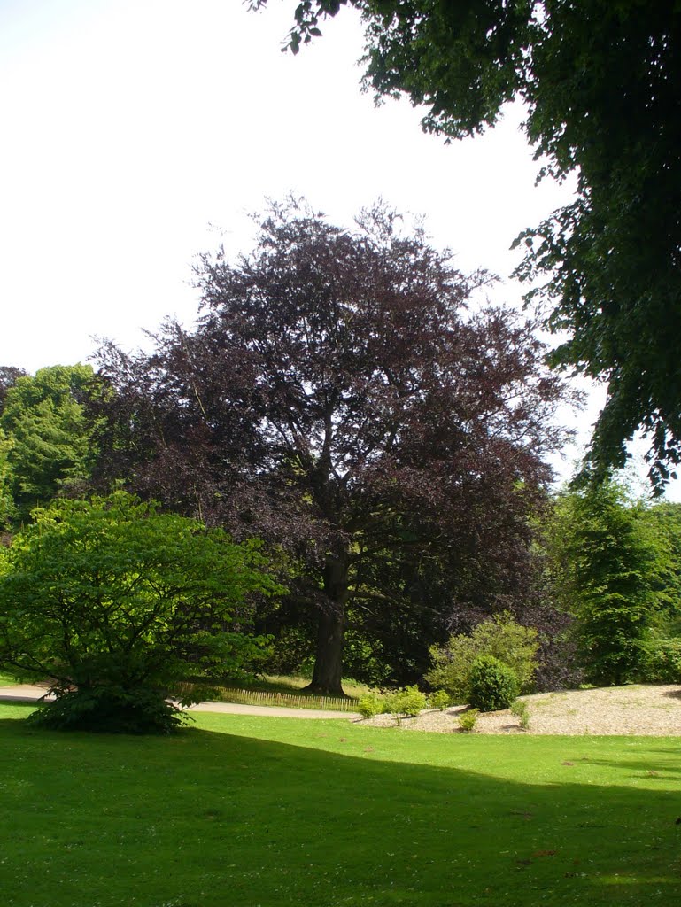 Le très bel hêtre pourpre au tout début de l'été by alcedo888