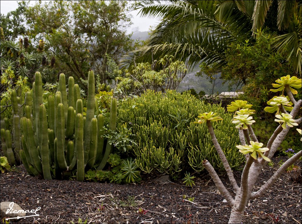 60519-203 JARDIN BOTANICO EN LA GOMERA by VICMAEL